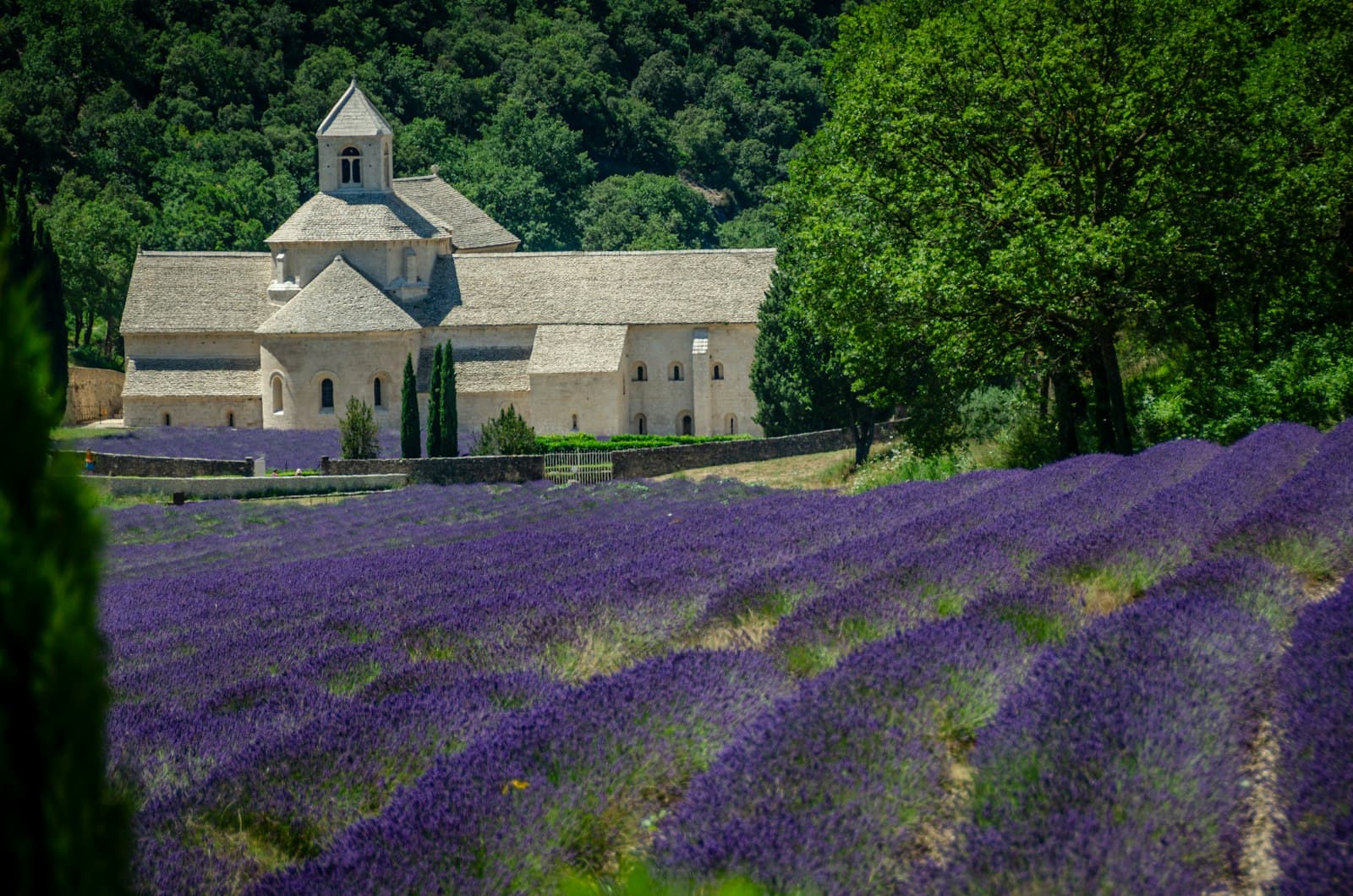 Lavender field