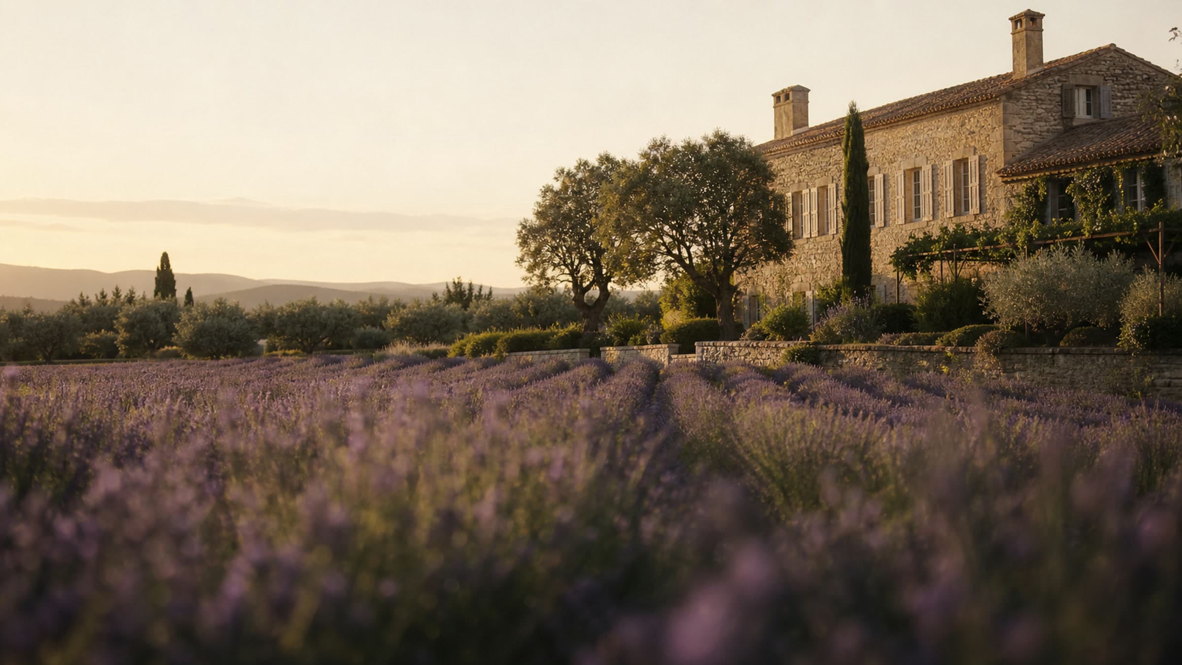 Lavender fields in Provence