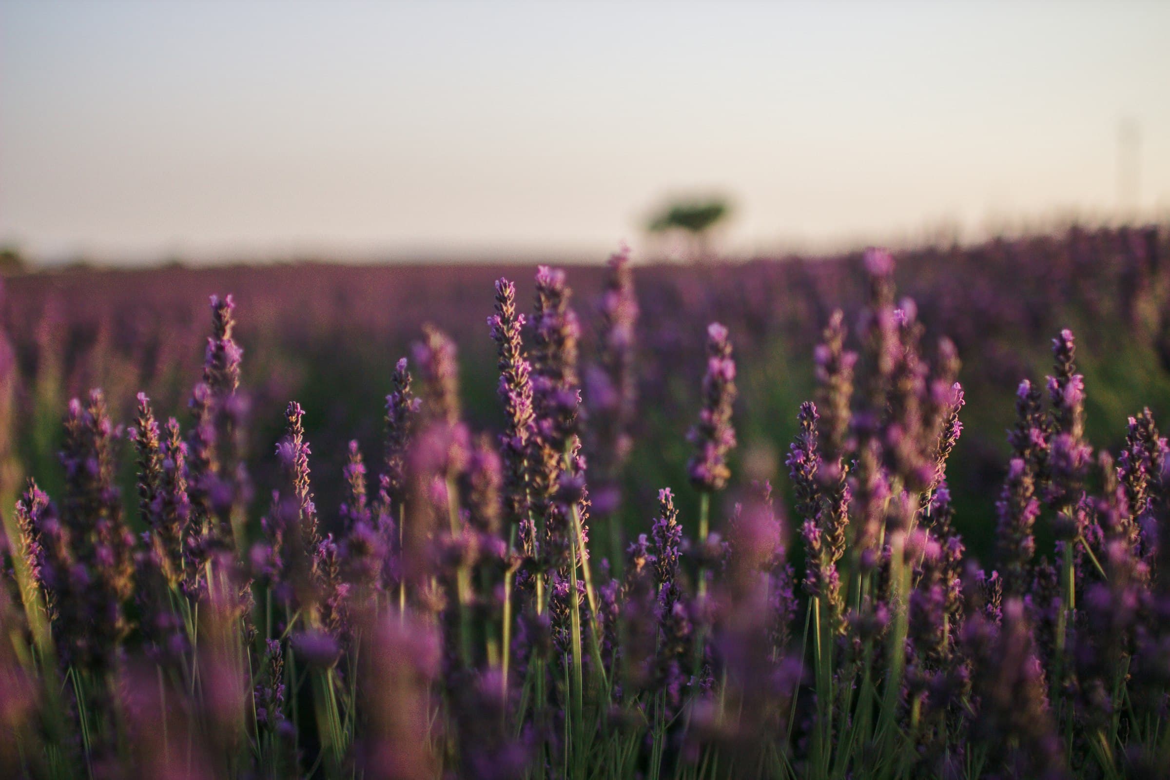 Lavender fields in Provence